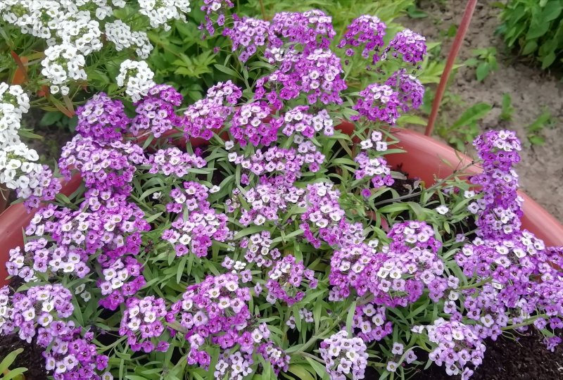 Алиссум Lucia Lavender