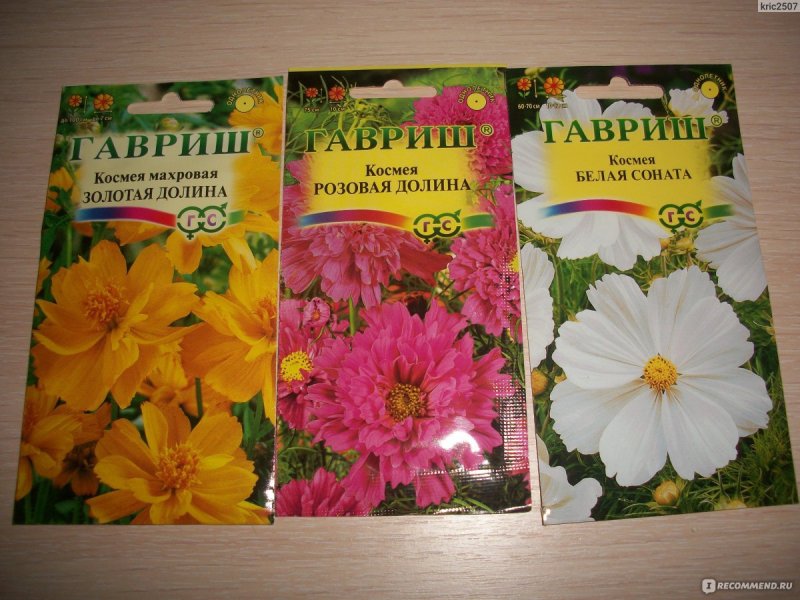 Космея высокорослая