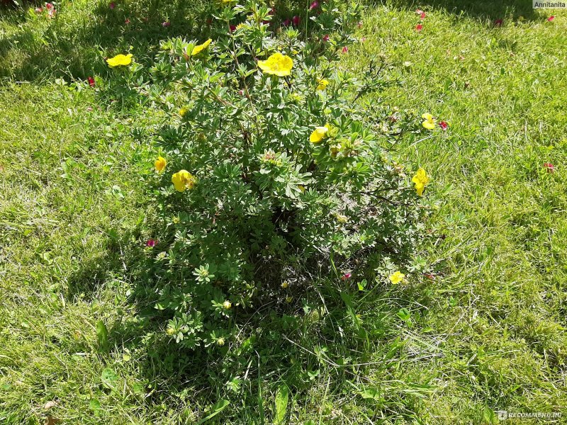 Лапчатка блестящая Potentilla nitida