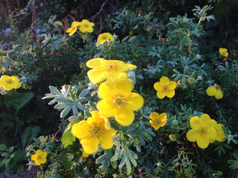 Potentilla neumanniana