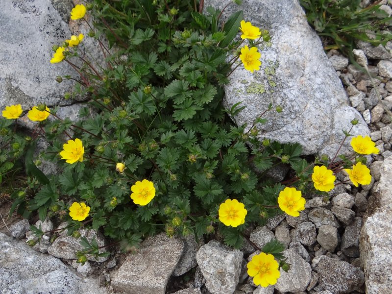 Potentilla cuneata