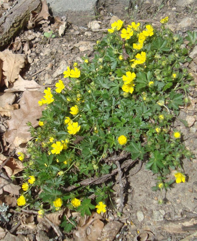 Лапчатка кустарниковая Potentilla fruticosa "GOLDSTAR'