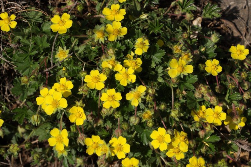 Potentilla porphyrantha