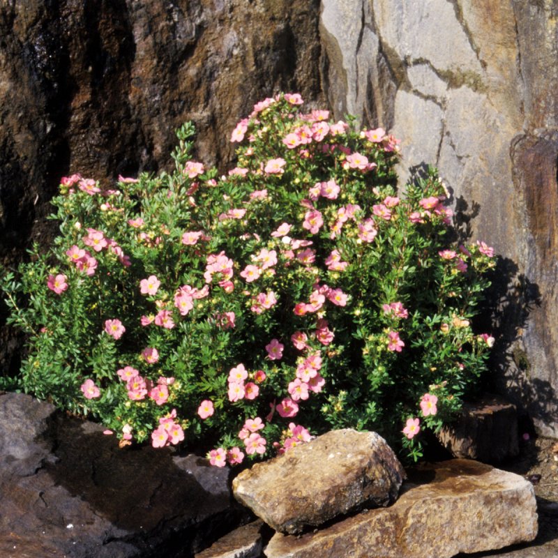 Лапчатка (dasiphora fruticosa