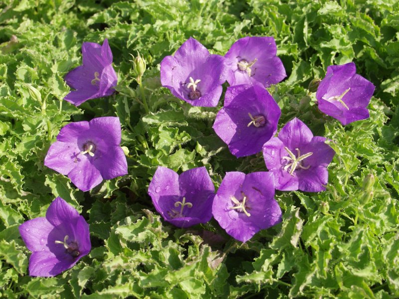 Колокольчик Карпатский Campanula Carpatica Jacq