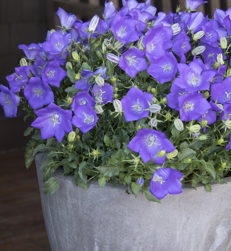 Колокольчик Карпатский (Campanula Carpatica)