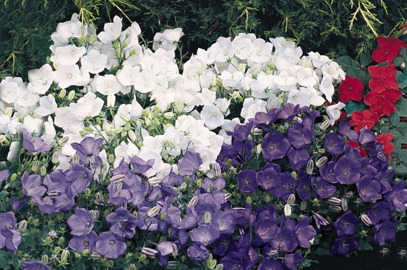 Колокольчик Карпатский (Campanula Carpatica)