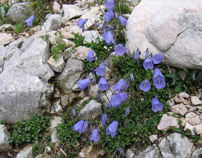 Campanula orphanidea