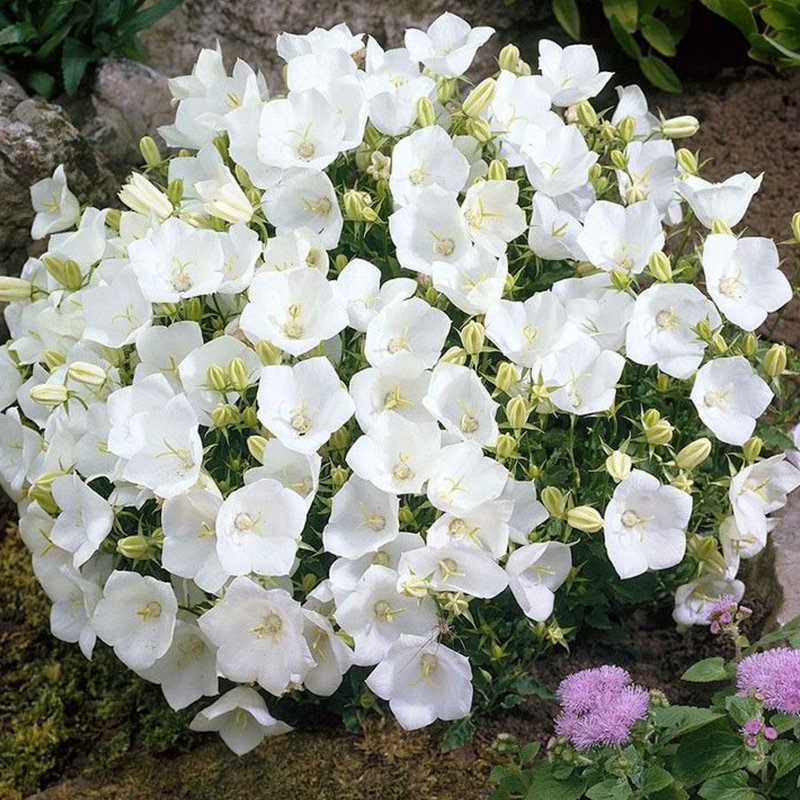 Колокольчик Карпатский Pearl White