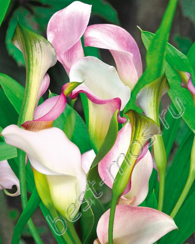 Zantedeschia Flame