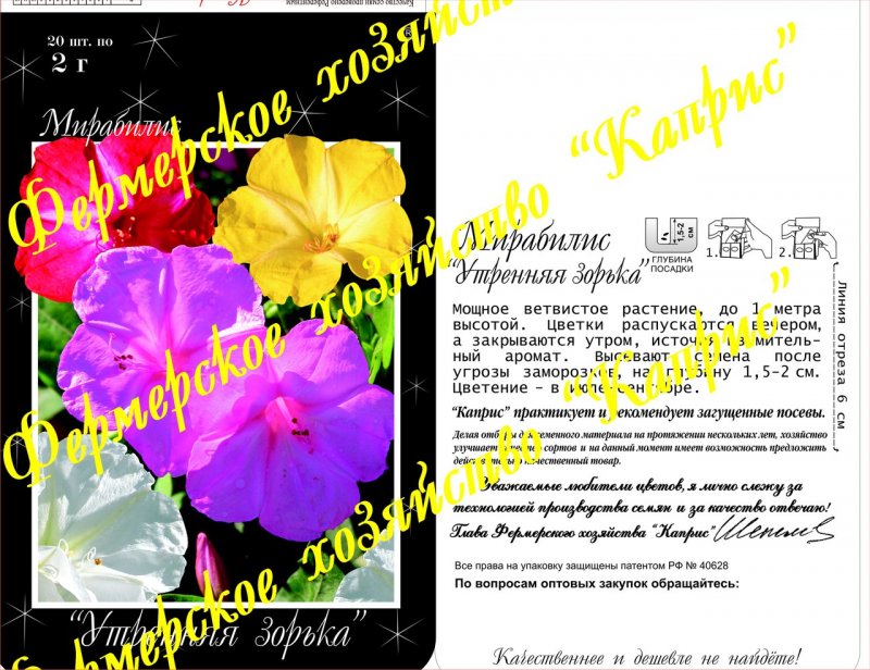 Цветок мирабилис ялапа