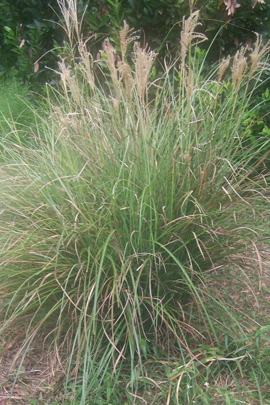 Sergio Stipa