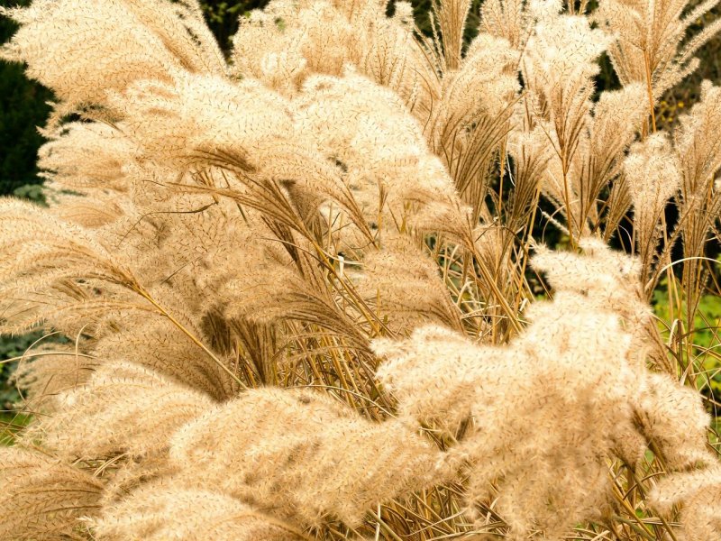 Мискантус Герман Мюссель