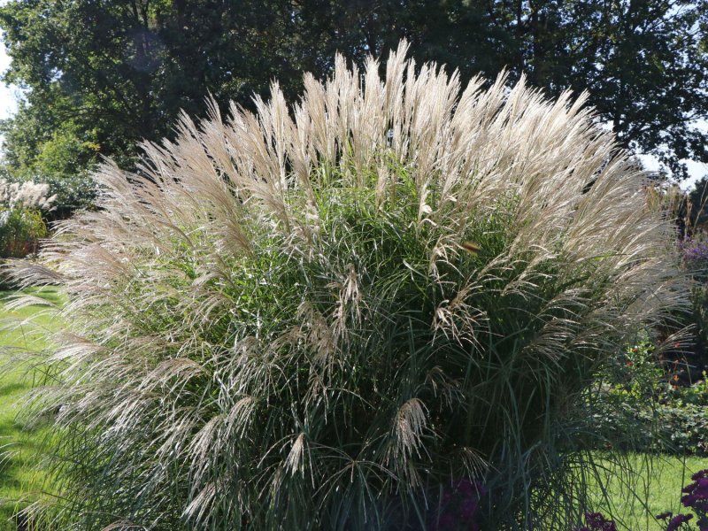 Miscanthus floridulus
