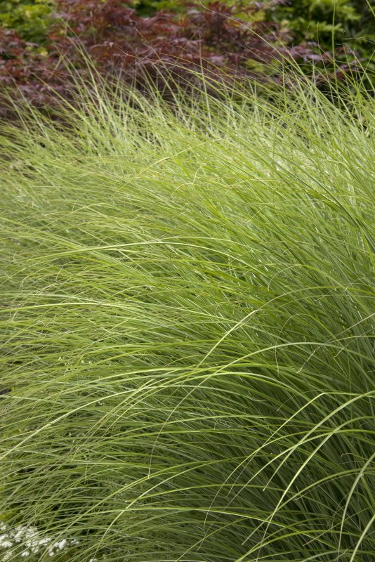 Фаларис arundinacea picta