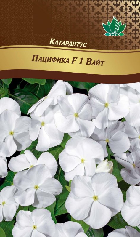 Цветок катарантус Пацифика