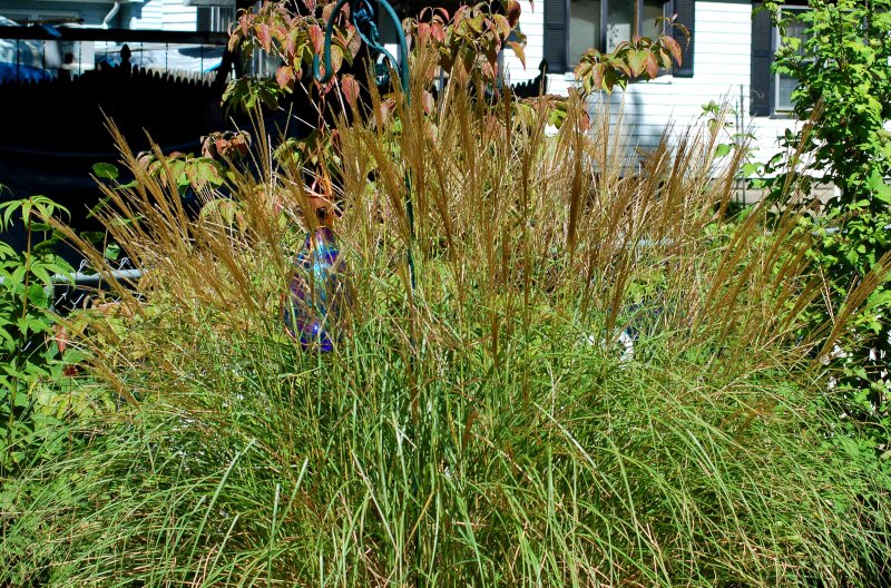 Miscanthus floridulus