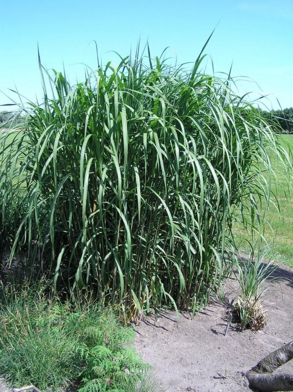 Andropogon gerardii