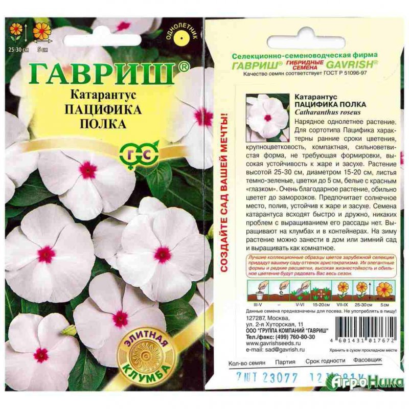 Катарантус Пацифика полка Гавриш