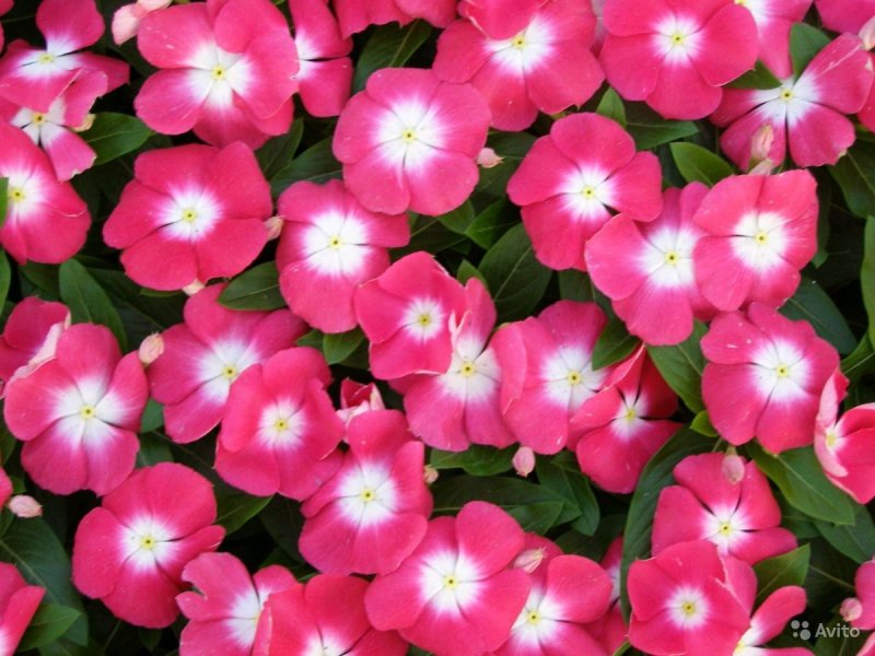 Catharanthus roseus