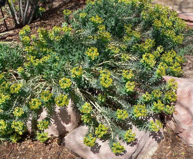 Суккулент Euphorbia obesa! 400