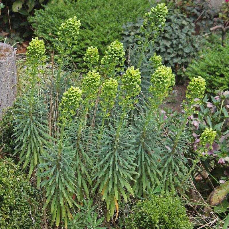 Amandelwolfsmelk Euphorbia молочай