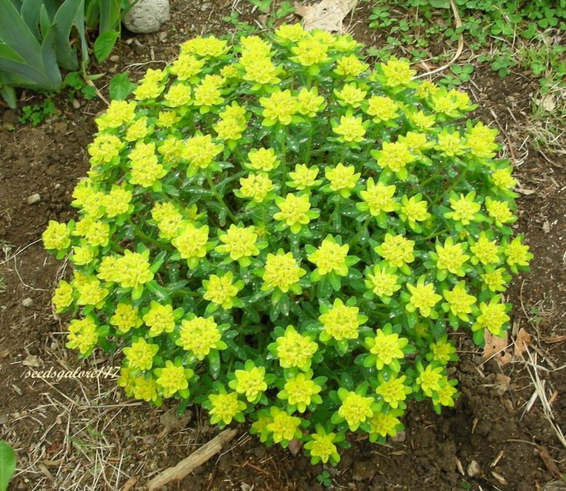 Молочай полихрома Cushion Spurge