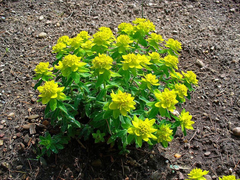 Молочай (Euphorbia) Ascot Rainbow