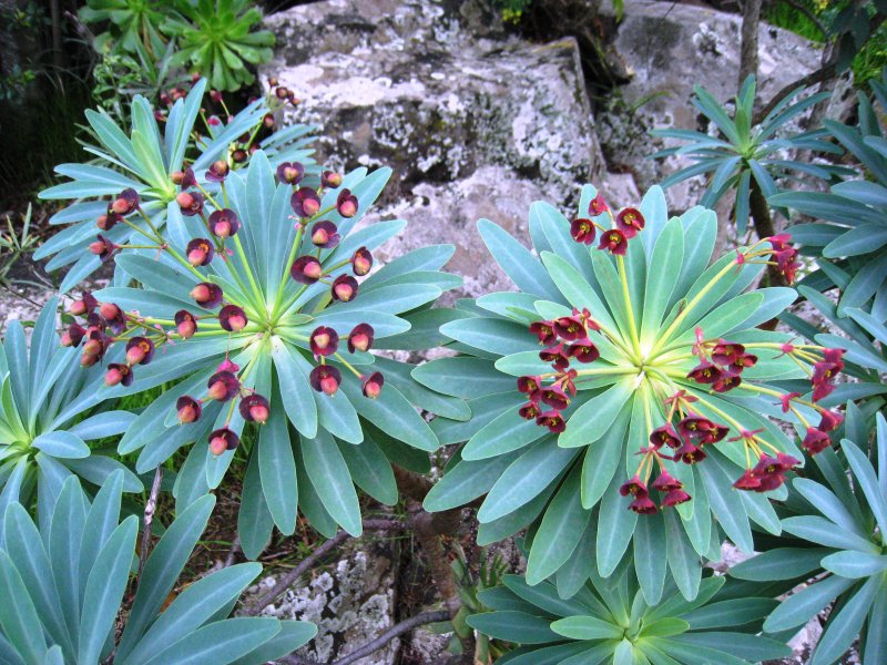 Euphorbia Atropurpurea
