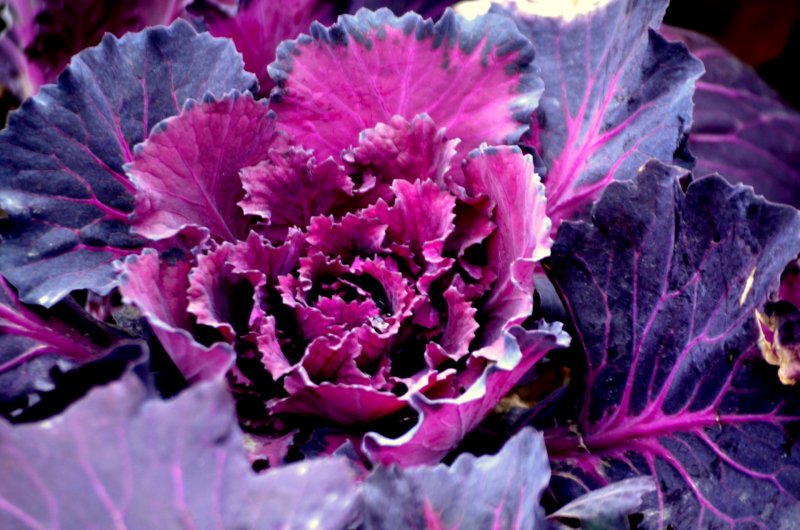 Kale Cabbage