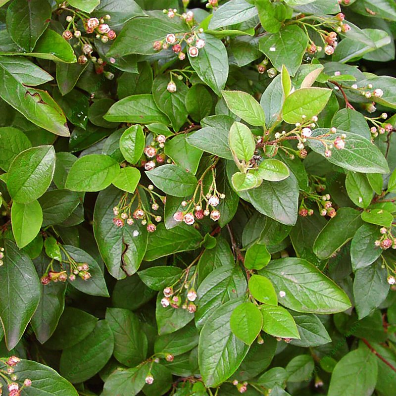 Кизильник Млечный Cotoneaster lacteus