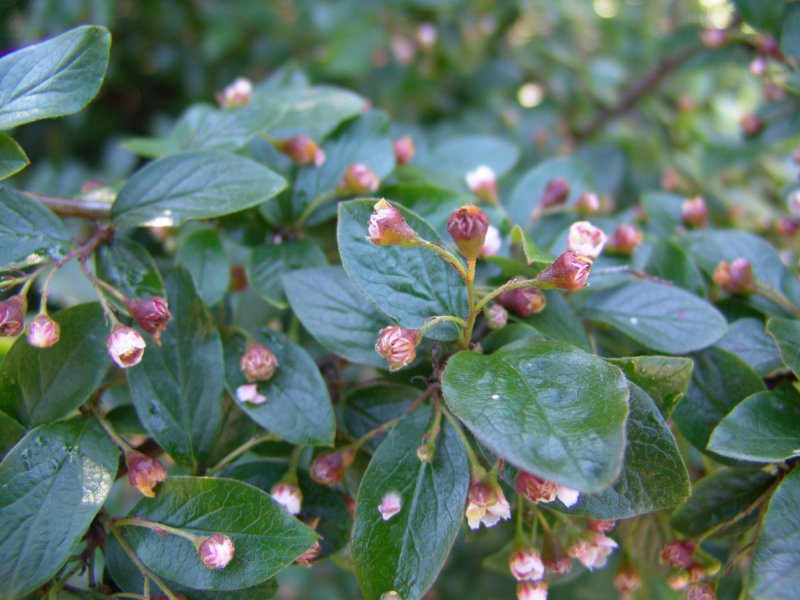 Кизильник Млечный Cotoneaster lacteus