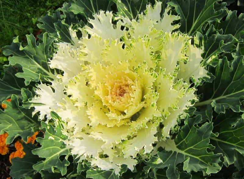 Капуста декоративная Brassica oleracea f1 Coral Queen