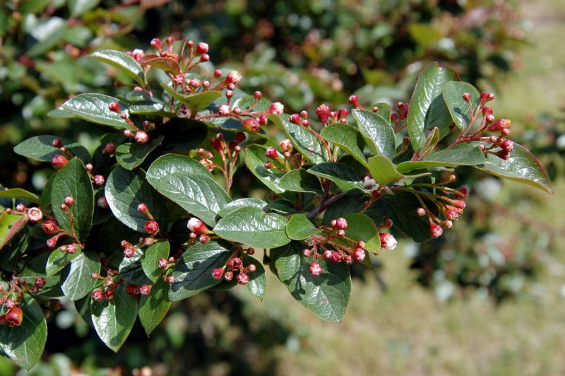 Кизильник блестящий "Cotoneaster"