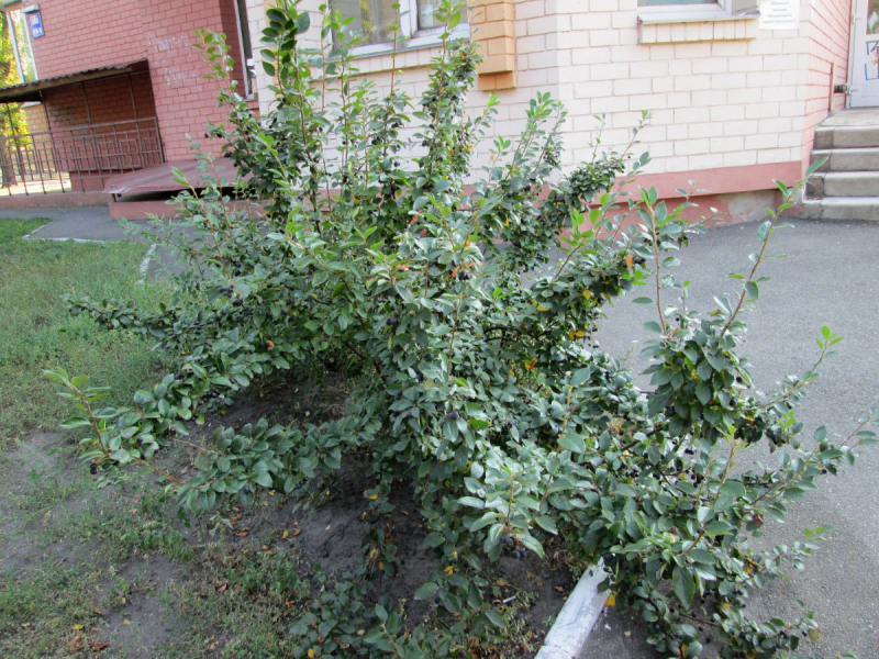 Кизильник нестриженный