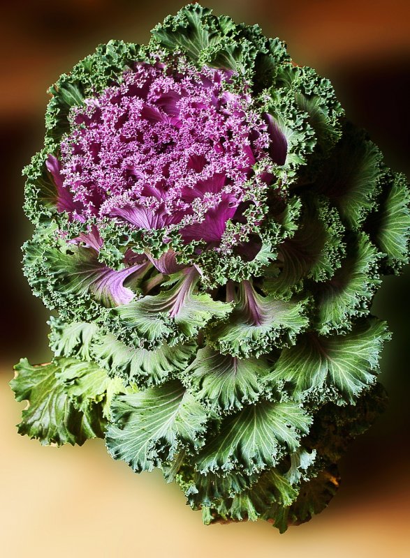 Капуста Brassica