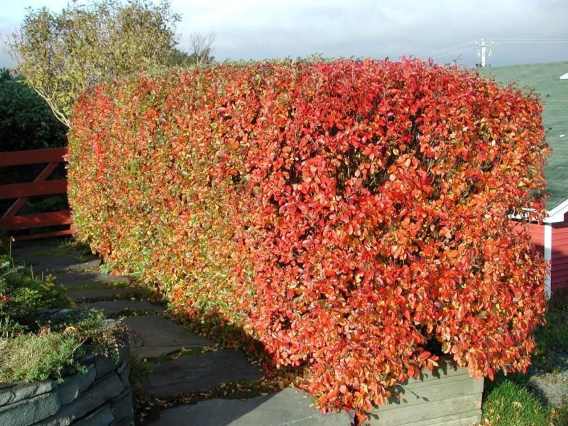 Cotoneaster lucidus изгородь