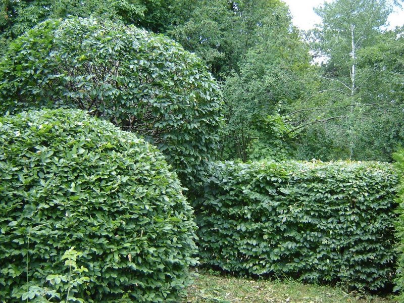 Лиственный куст кизильник