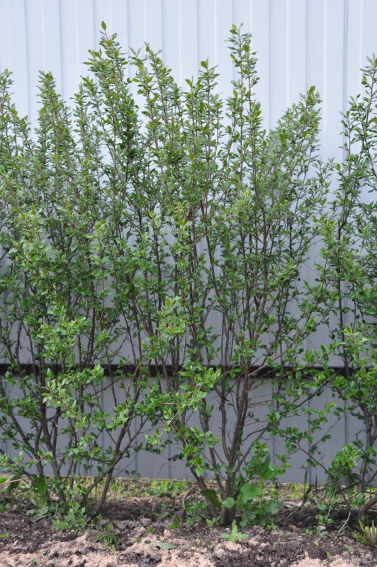 Кизильник черноплодный куст изгородь