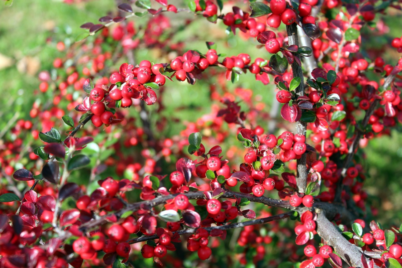 Кизильник — Cotoneaster: