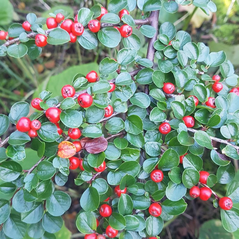 Кизильник Cotoneaster lucidus