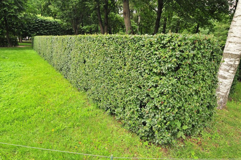 Кизильник блестящий Cotoneaster lucidus