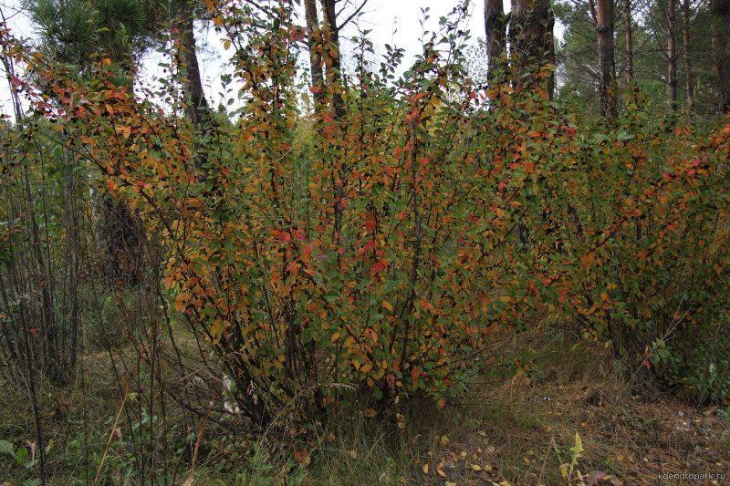 Кизильник блестящий Cotoneaster lucidus