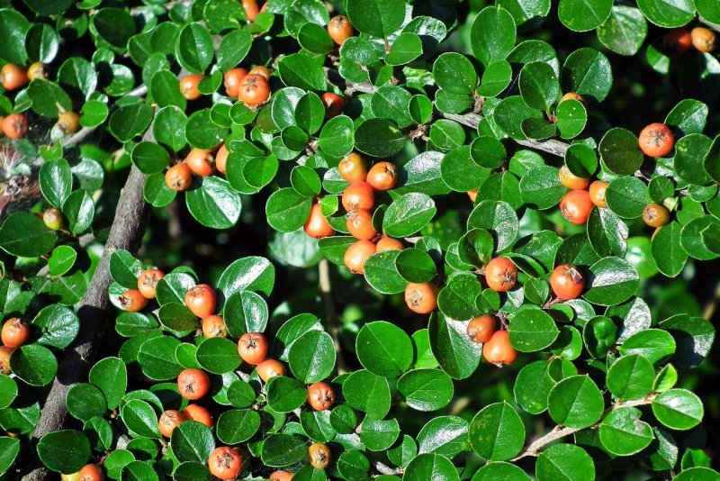 Кизильник — Cotoneaster: