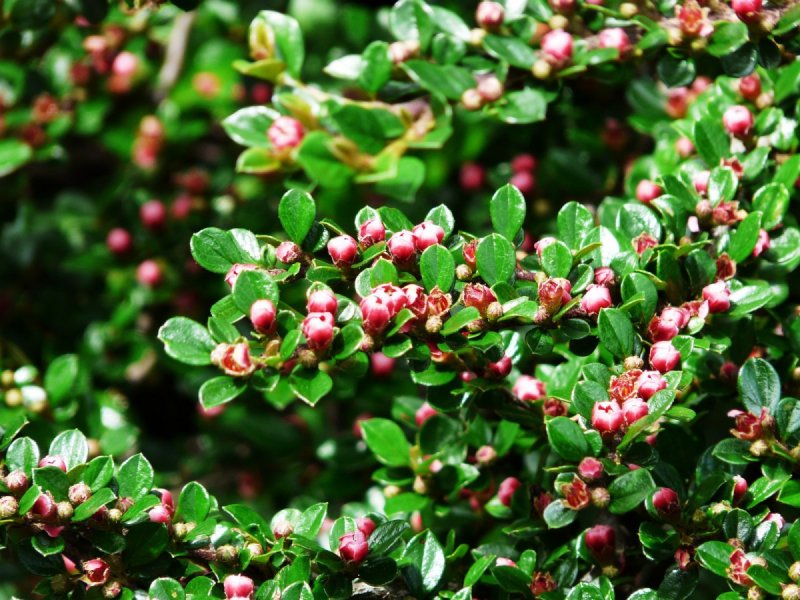 Кизильник растопыренный (Cotoneaster divaricatus)