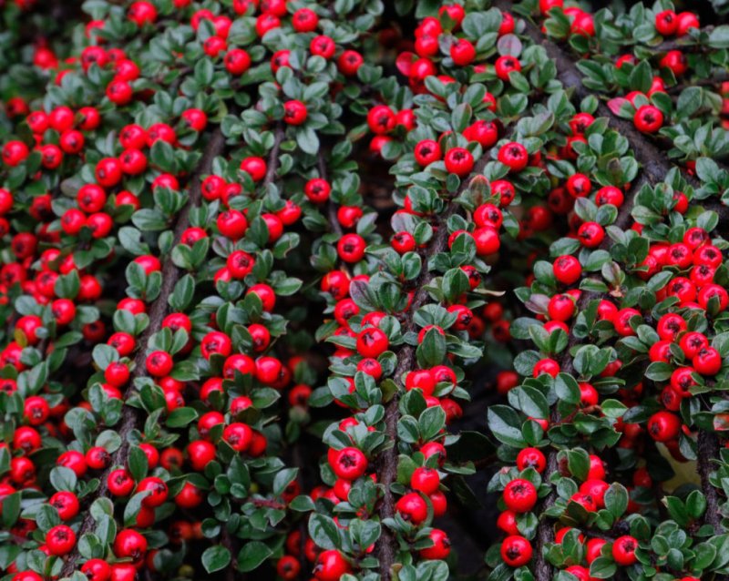 Кизильник Даммера Cotoneaster dammeri