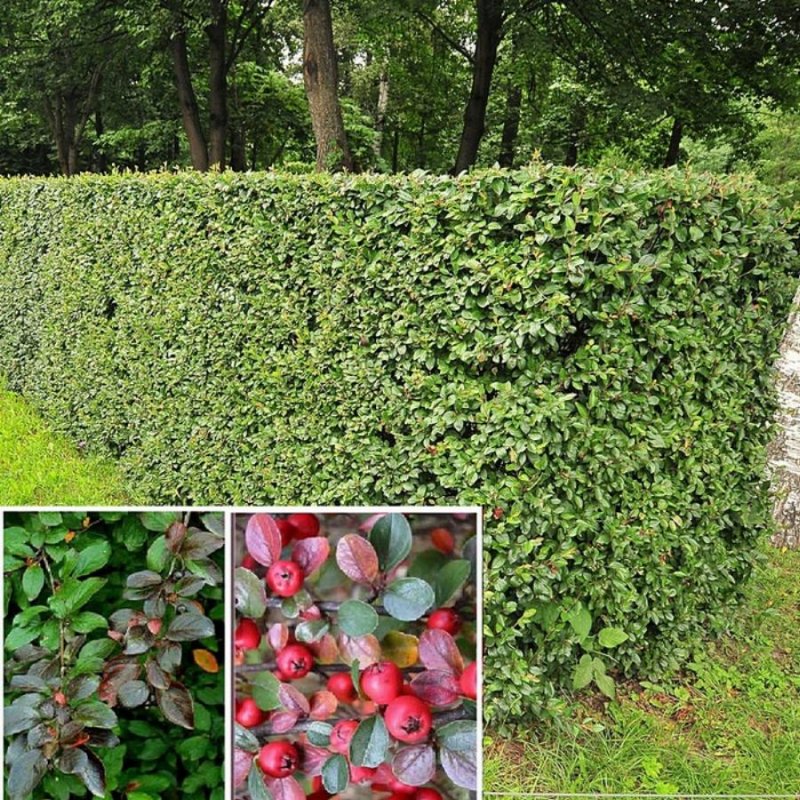Кизильник блестящий Cotoneaster lucidus