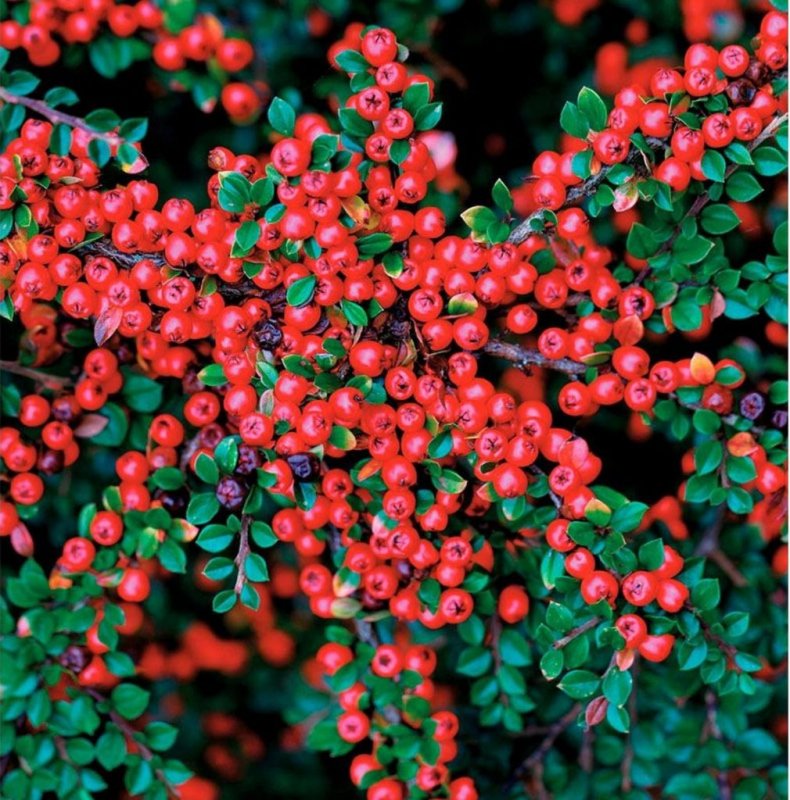 Кизильник — Cotoneaster: