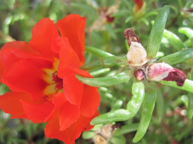 Garden Flowers for Lazy alissum Purslane and Calendula