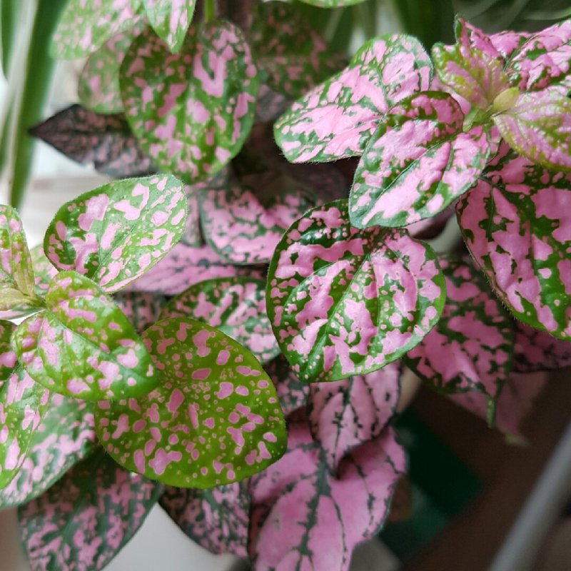 Hypoestes phyllostachya